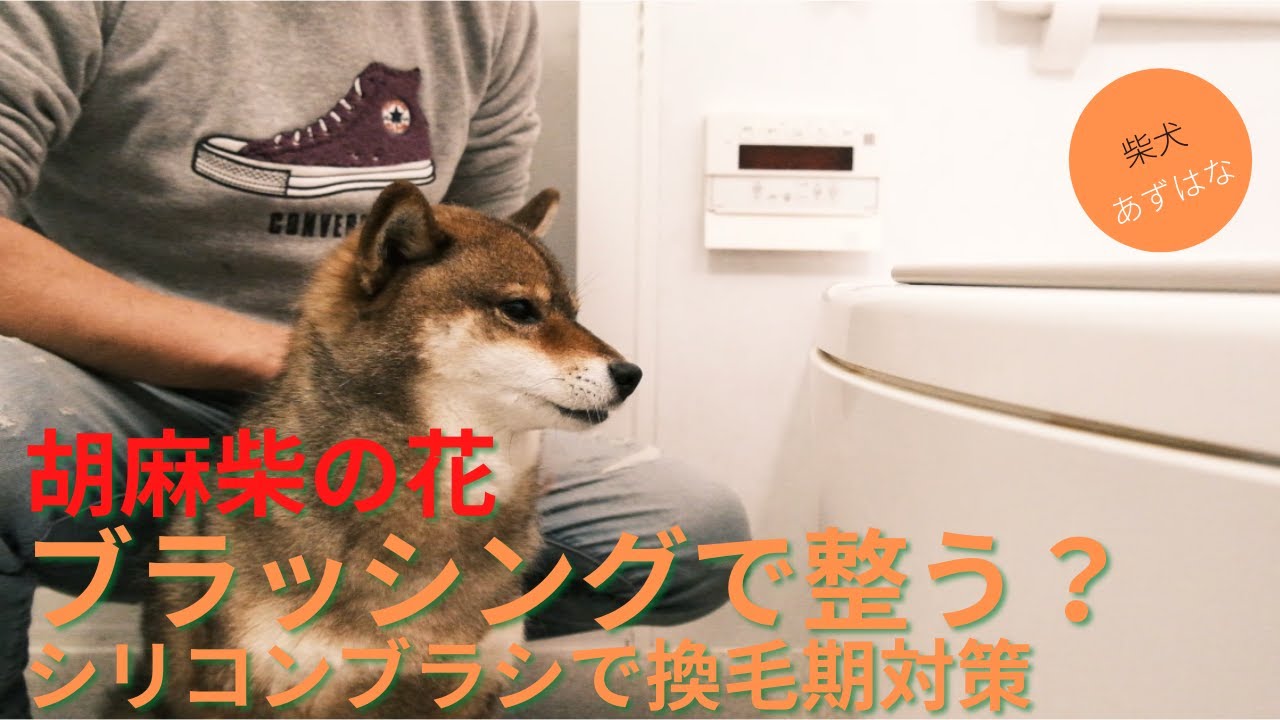 柴犬の換毛期 21年おすすめのブラシやグッズを紹介 あずはな