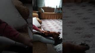 Hayvanlara Sevgi Gösterelim