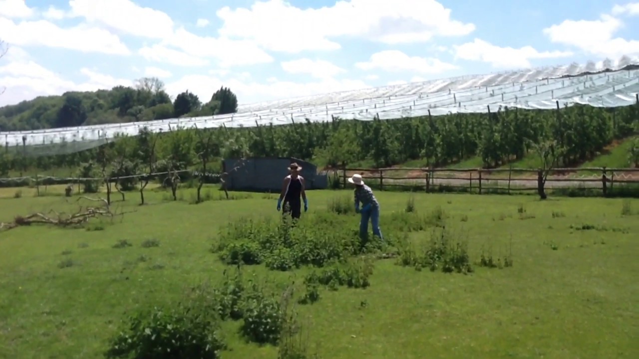 How To - Episode 8 - Remove Stinging Nettles - While looking fabulous.
