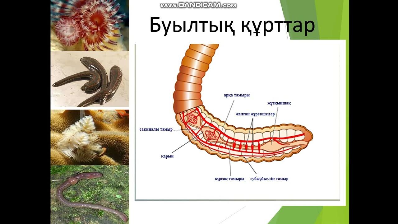 Жігіттер достарының порносын көруге келген