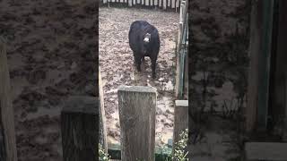 Yakından Midilli Gördük Resimi