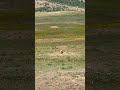 Prairie dog slo-mo compilation. Near Holy City, WMWR 5/20/26