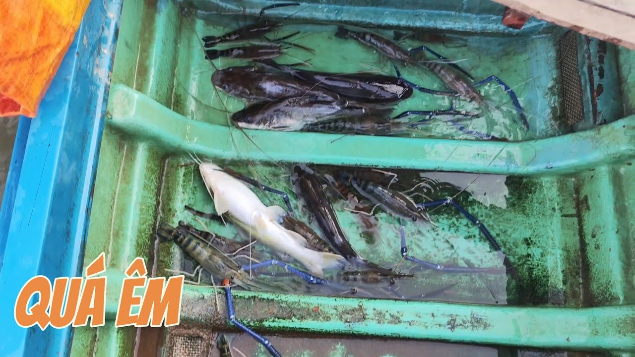 Câu Cá, Tôm Sông Tiền Thả Cần Là Có #cùlaotâyvlog