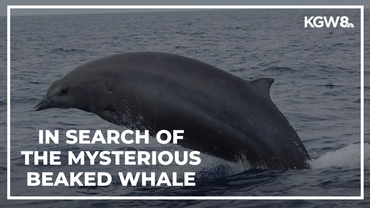 Oregon researchers try to find mysterious beaked whale