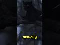 The Blackest Animals That Don’t Look Real! 🐦⬛🐈⬛ #shorts #shortsvideo