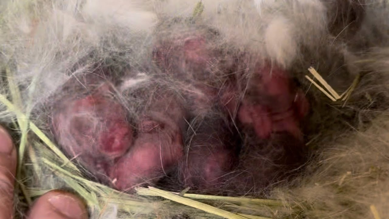 Hot Mess & Natsume Holland Lop Litter