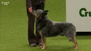 Best of Breed, Pastoral Group|AUSTRALIAN CATTLE DOG|