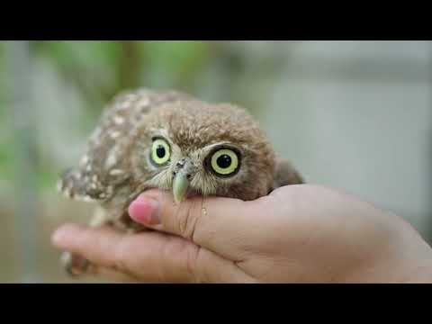 الطائر الوطني اليونان