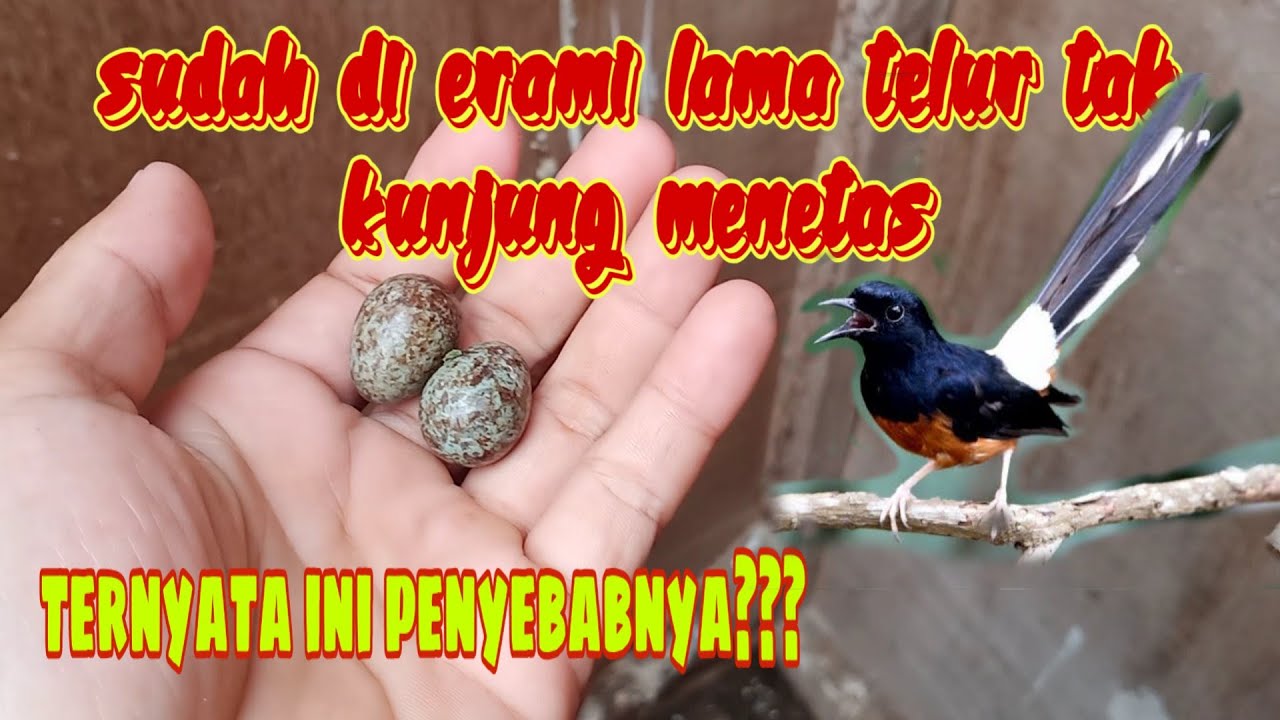 PENYEBAB TELUR MURAI BATU TIDAK MENETAS