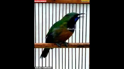 #Shorts Cucak Cungkok Isian ~ Parkit Gacor ~ Gereja ~ Burung Masteran Mewah~ Ampuh buat Burung lomba