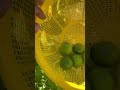 Cosechando limones sin semilla trasplante exitoso #limon