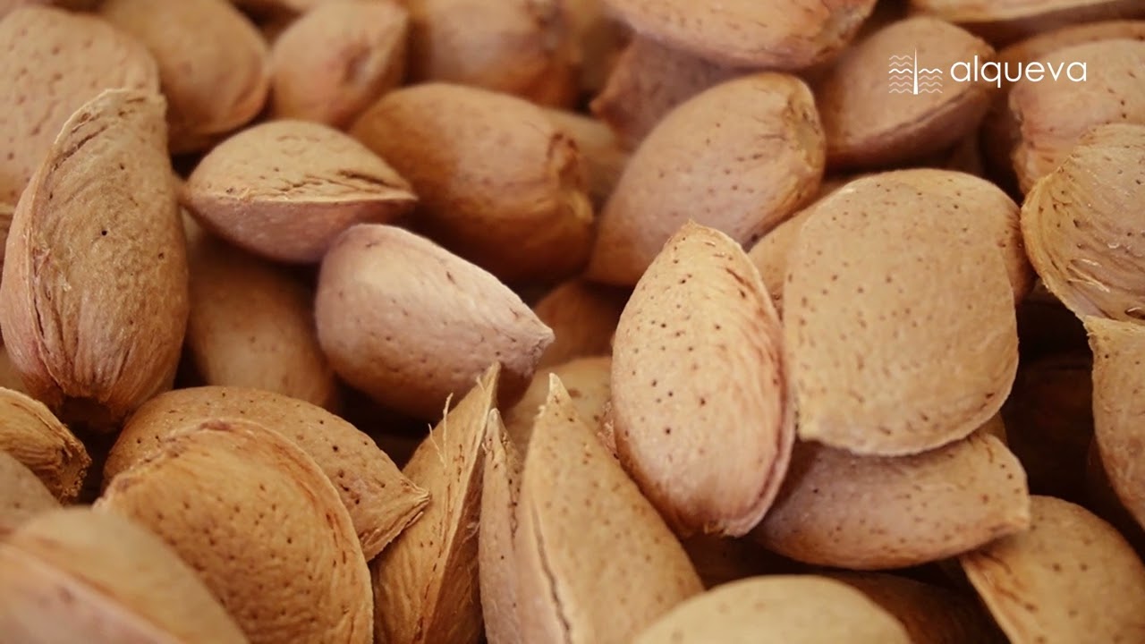 Portugal Almond Supply YouTube