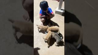 Puppy food #puppy #animals #shortdog