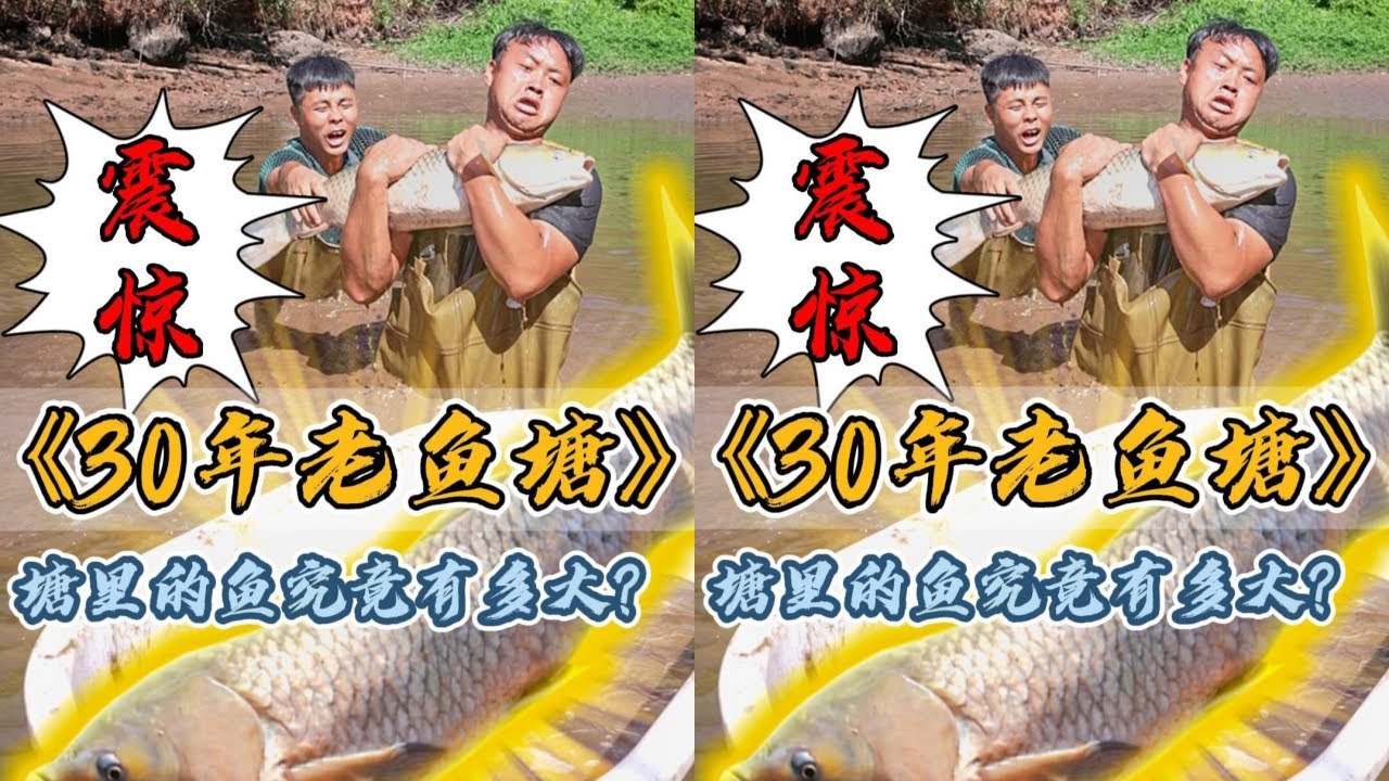 花2600元包下30年没干过的老鱼塘，里面的鱼究竟又多大？#户外抓鱼 #户外捕鱼 #大表哥抓鱼 #乡村生活 #农村生活