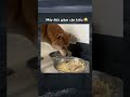 P31 | Mấy đứa giảm cân kiểu 😂 #viral #funny #haihuoc #vuinhon