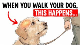 If You WALK Your DOG Every Day, This Is What You're Doing to Their Brain. If You WALK Your DOG Every Day, This Is What You're Doing to Their Brain.