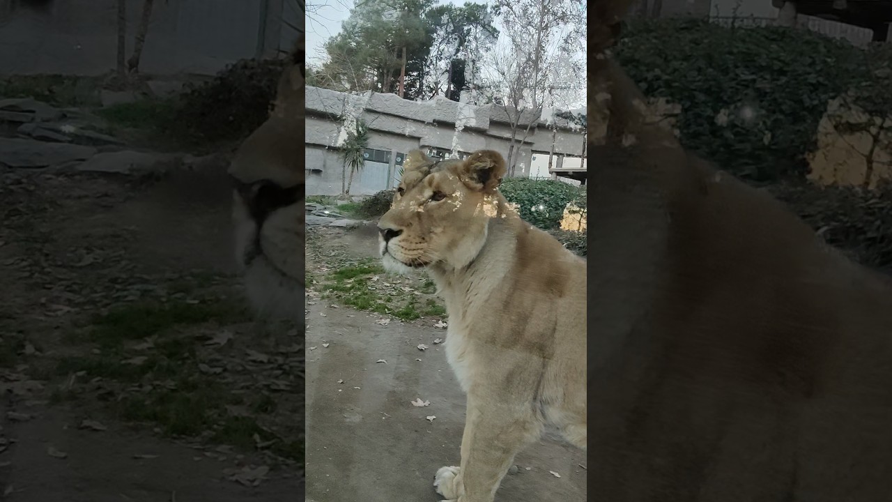 Female Lion of persian