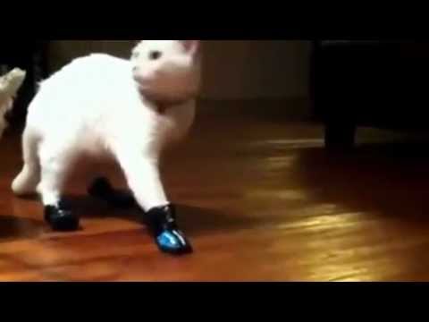 Cat wears shoes and forgets how to walk