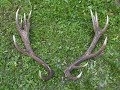 Red stag antler zrzuty palchi 2018