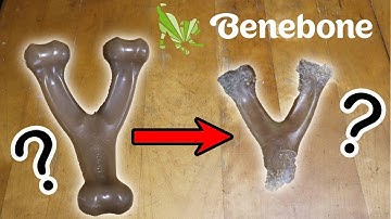 Benebone Wishbone Dog Chew Review - Is Benebone A Good Dog Chew?!