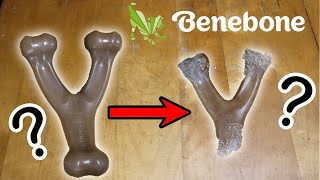 Celebrity Benebone Wishbone Dog Chew Review - Is Benebone A Good Dog Chew?! Wealth