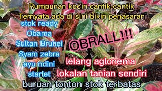 DI LELANG!!! AGLONEMA BARU DATANG DARI PEMBOLANG DAN AGLONEMA KOLEKSIAN TERBARU