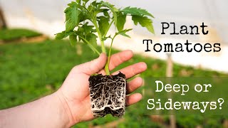 How to Plant Tomatoes
Today we are planting indeterminate tomatoes. We are using 2 techniques to plant tomatoes. We are planting some tomato plants deep, up to their 1st true leaves. And for tomato plants that have gotten leggy, we are planting them sideways, in the trench method. I hope this helps you to have better success with your tomato crop this year. How to Plant Tomatoes