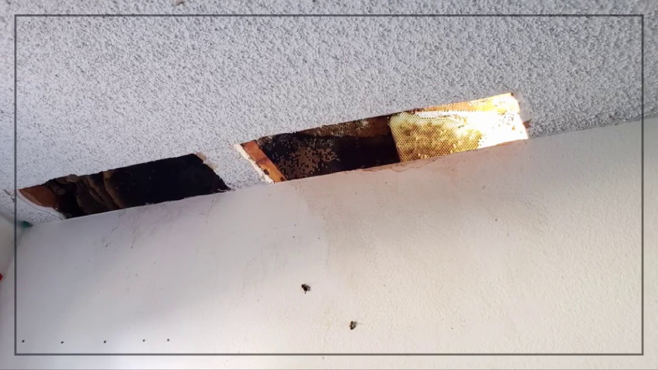 🐝We Are Closed Today 
For An Emergency Bee Removal 🐝