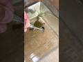アフリカツメガエルに餌をやると…