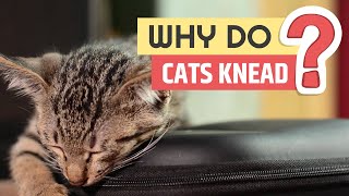 Why do cats knead?
