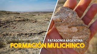CONOCEMOS un YACIMIENTO DE FÓSILES - Formación Mulichinco - Neuquén, Argentina.