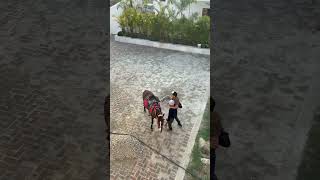 Slip off # horse #home #fun #horsepower #farming # #fast #horseriding #offroad #ranch #rodeo #run