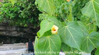 Ly Son Island Đảo Lý Sơn - Maldives Của Việt Nam Militago