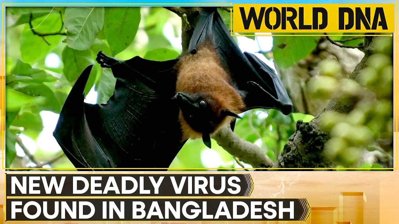 Bangladesh: New Bat Virus Mimics Deadly Nipah Symptoms | World DNA