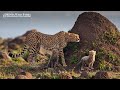 How Long Do Cheetahs Live in the Wild?