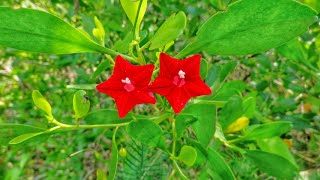 Hoa toc tien Ipomoea quamoclit