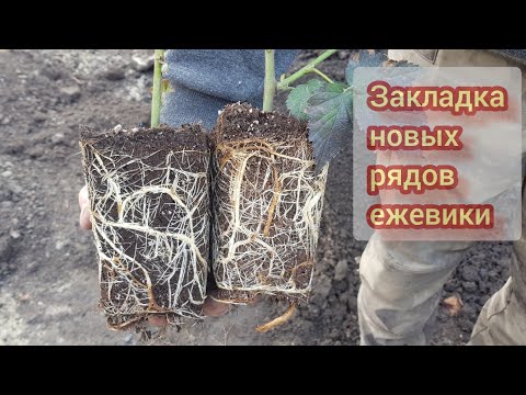 Закладка нового ряда