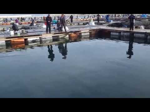 海上釣堀水宝〜冬
