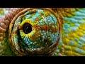 Gringe Love Santa Emerald lizard