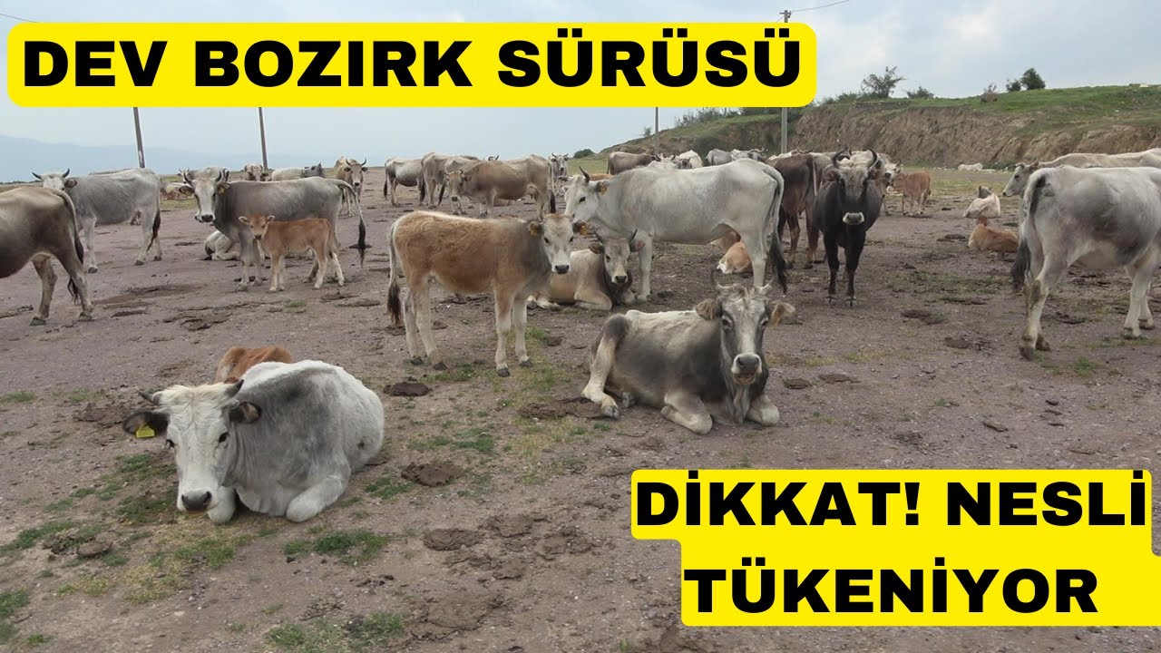 DEV BOZIRK SÜRÜSÜ BULDUM (Yerli Ve Milli Nesli Tükeniyor)