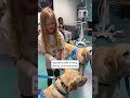 Meet Jerome, the newest member of the facility dog family at UC Davis Children's Hospital