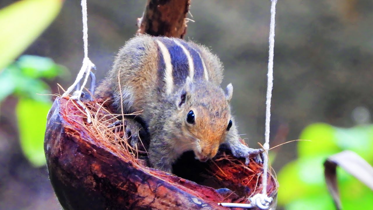 Unbelievable Squirrel's Epic Food Adventure Goes Viral / squirrels