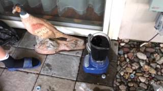 Diet Coke And Mentos Vs Blender Crazy Result