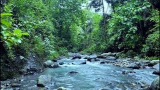 Sungai Tenang & Kicauan Burung ASMR | White Noise Alami untuk Tidur, Belajar, dan Meditasi