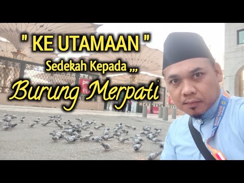 Makanan Burung Dara Di Mekkah
