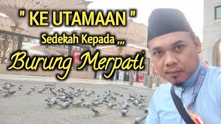 Ke Utamaan Memberi Makanan Burung Merpati || di Tanah Haram