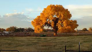 natureview ep#2 sunset tree screenshot 2