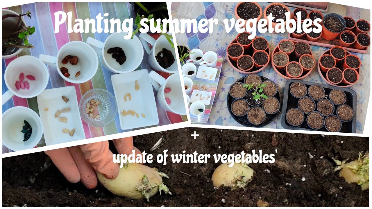 How & when to plant summer vegetables YouTube