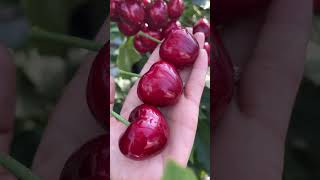 The User Is Likely A Cherry Farmer Or Vendor Showing Off A Fresh Harvest At Dawn