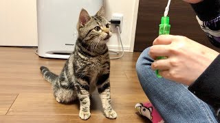 子猫と本気でシャボン玉をやってみた結果ｗ